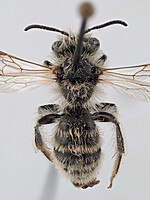 Andrena abrupta