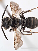 Andrena aeneiventris