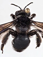 Andrena albopunctata