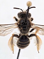 Andrena alluaudi