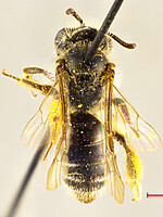 Andrena alma