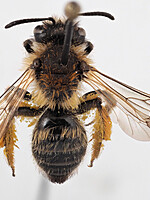 Andrena angustior