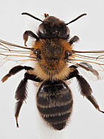 Andrena assimilis