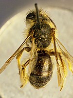 Andrena avara