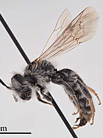 Andrena baetica