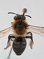 Andrena barbilabris
