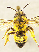 Andrena bicolor