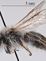 Andrena bicolorata