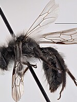 Andrena cineraria