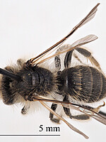 Andrena cinerea