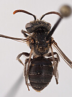 Andrena colletiformis