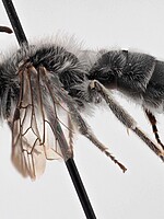 Andrena corax