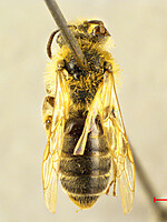 Andrena dinizi