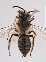 Andrena discors