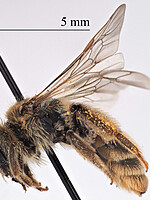 Andrena elata