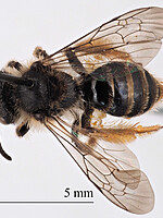 Andrena fertoni