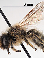 Andrena flavipes