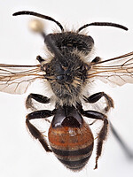Andrena florea