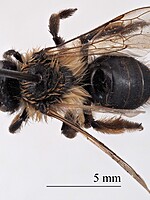 Andrena florentina