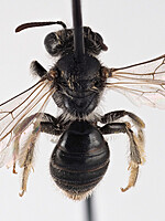 Andrena fulica