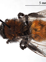 Andrena fulva