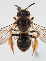 Andrena fulvago
