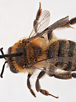 Andrena fuscipes
