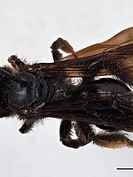 Andrena fuscosa