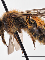 Andrena granulosa