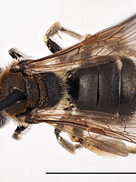 Andrena hedikae