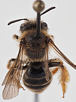 Andrena hesperia