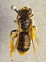 Andrena humilis