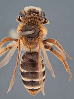 Andrena hypopolia
