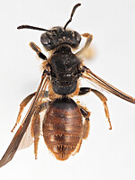 Andrena hystrix