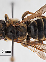 Andrena labialis