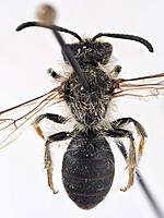 Andrena lagopus
