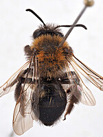 Andrena lapponica