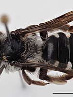 Andrena lateralis