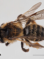 Andrena lavandulae
