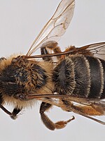 Andrena leptopyga