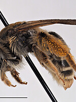 Andrena leucolippa