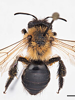 Andrena limata