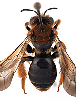 Andrena limbata