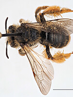 Andrena livens