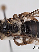Andrena macroptera