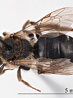Andrena miegiella