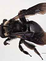 Andrena morio