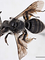 Andrena mucida