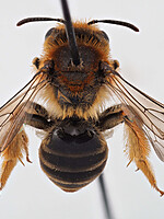 Andrena murana