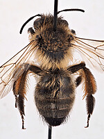 Andrena nigroaenea
